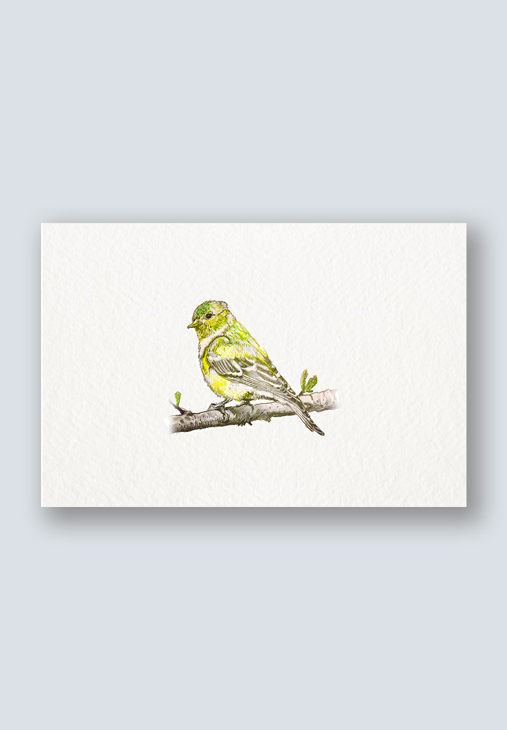Bird Sighting Greeting Cards