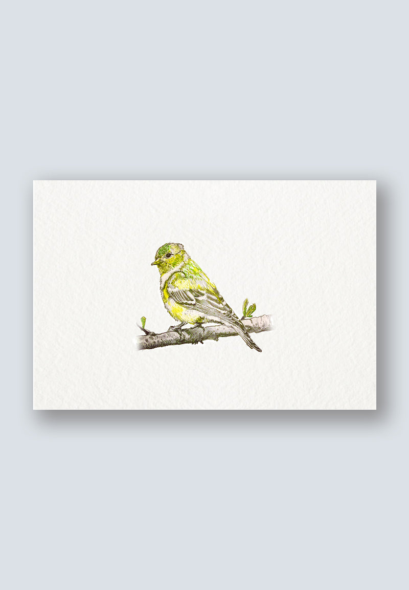 Yellow Bird Sighting Greeting Cards