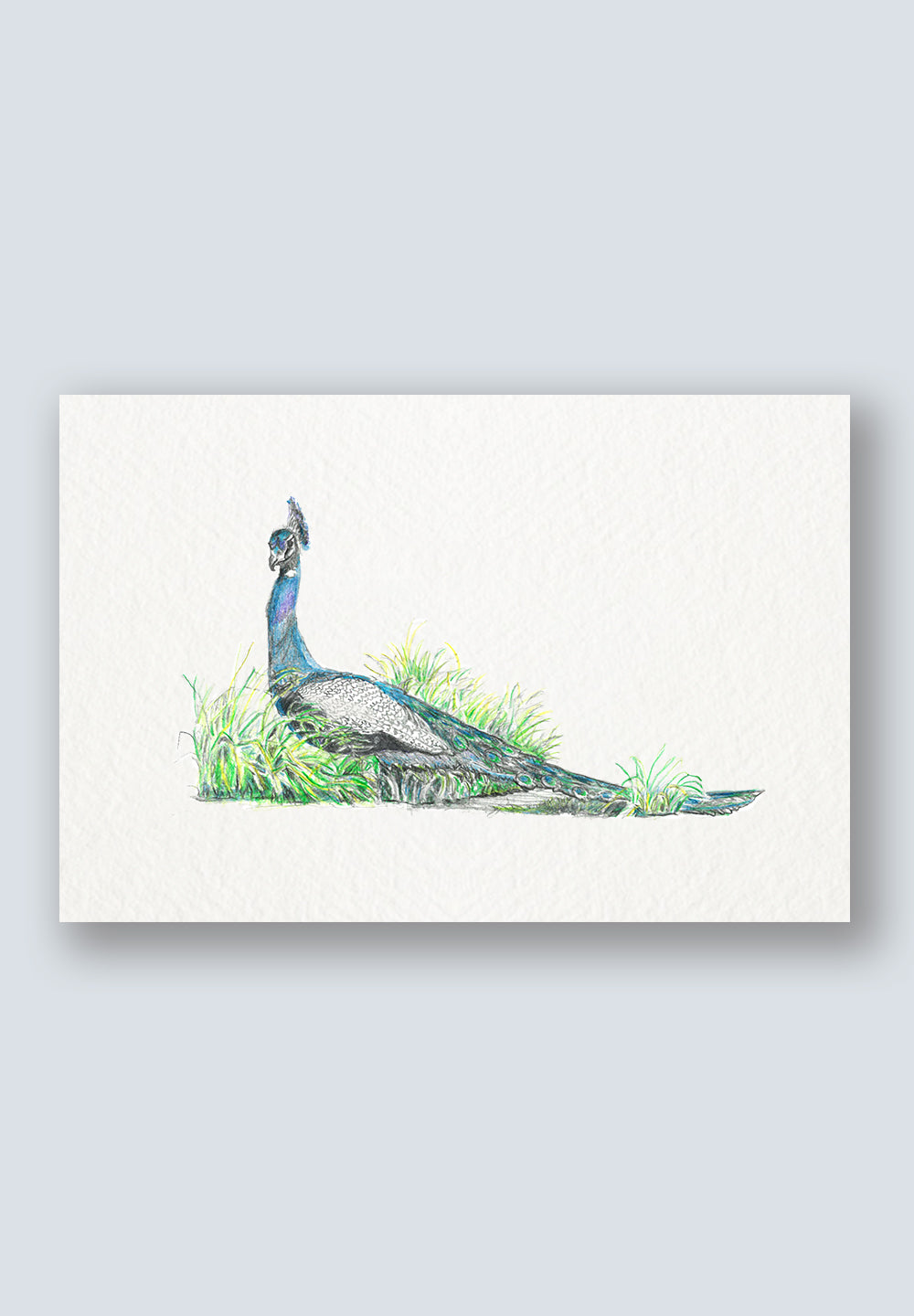 Bird Sighting Greeting Cards