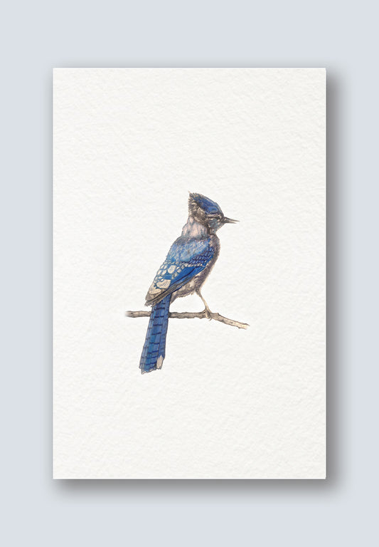 Bird Sighting Greeting Cards