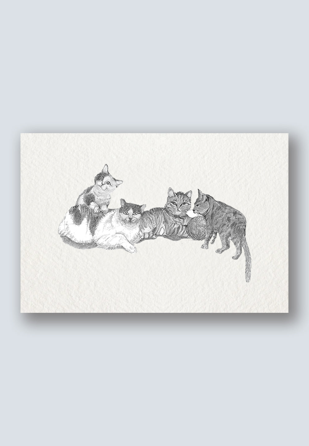 Funny Cats Greeting Card