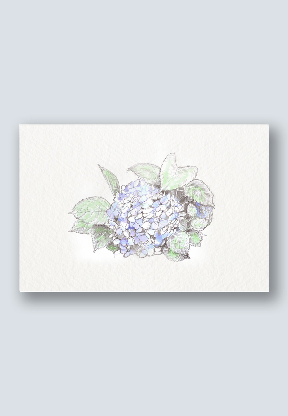 Hydrangea Greeting Cards - Mother's Day