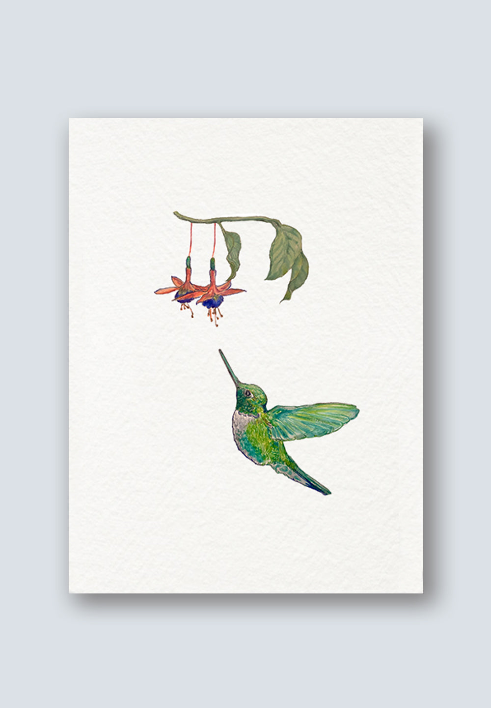 Hummingbird