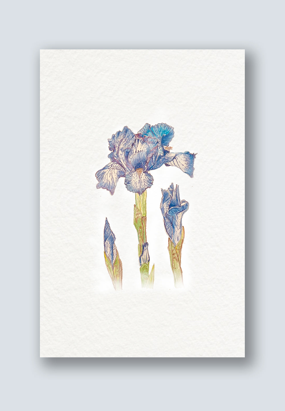 Iris Flower Greeting Cards - Mother's Day